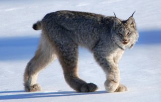 The Rare Ones: Wolverine and Lynx of the Greater Yellowstone Ecosystem